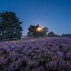 Mondlicht über der Heide