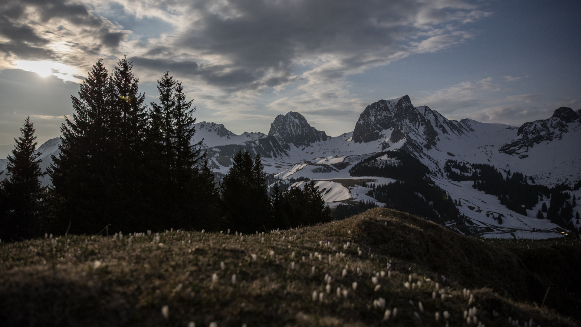 mondlicht:krokusse