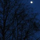 Mondnacht in Neu-Anif