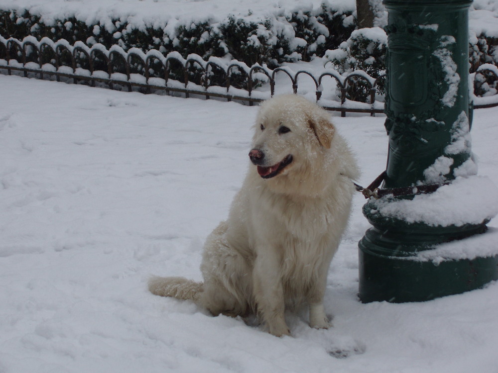 mondo cane che freddo