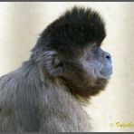 Mondo-Verde - Affenportrait - vermulich der "Älteste" in der Runde