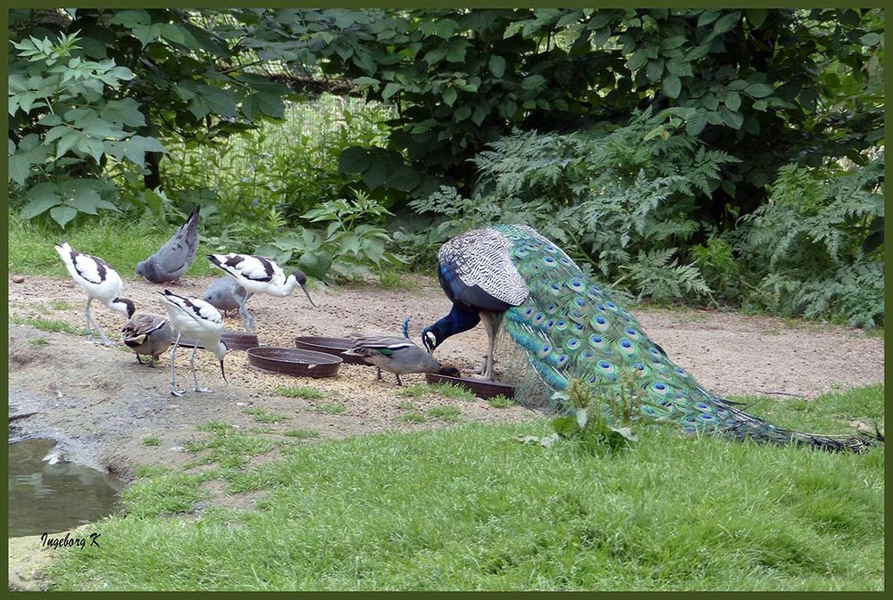 Mondo-Verde - an der Vogeltränke 