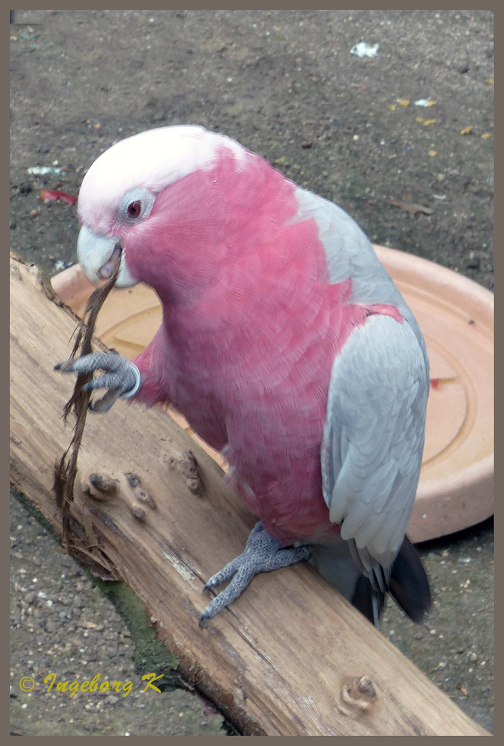 Mondo-Verde - bunter-Vogel  - wer kennt den Namen?