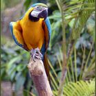 Mondo-Verde - ein aufmerksam beobachtender Papagei