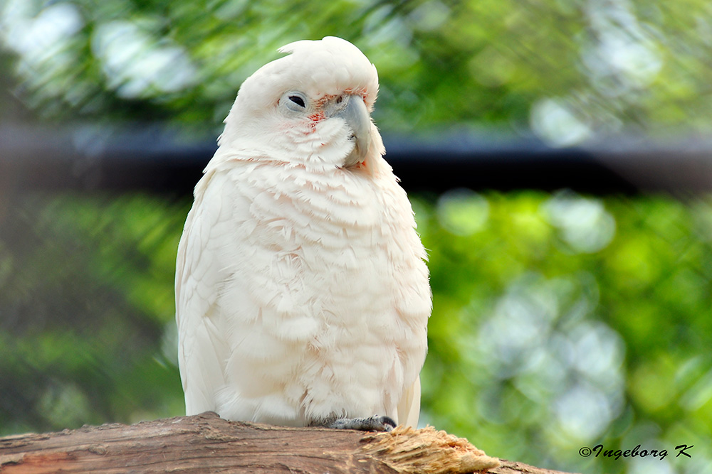 Mondo Verde - ein etwas müder exotische Vogel