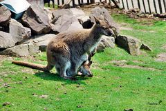 Mondo Verde - Känguru mit Kind im Beutel