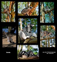 Mondo Verde - Kattas aus der Gruppe der Lemuren