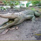 Mondo-Verde - Krokodil im Park - fast wie echt