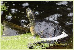 Mondo-Verde - Schildkröte