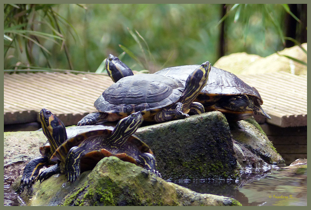 Mondo-Verde - Schildkröten