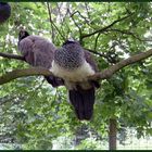 Mondo-Verde - Vögel-Rast auf dem Baum