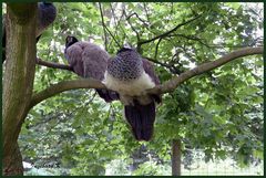 Mondo-Verde - Vögel-Rast auf dem Baum