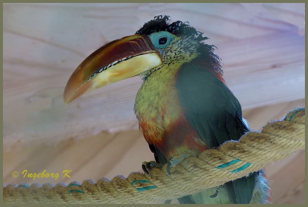 Mondo-Verde - Vogel-mit-Riesenschnabel  - Wer weiß den Namen?