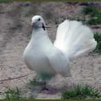 Mondo-Verde - weiße Taube