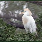 Mondo-Verde -  weißer Vogel