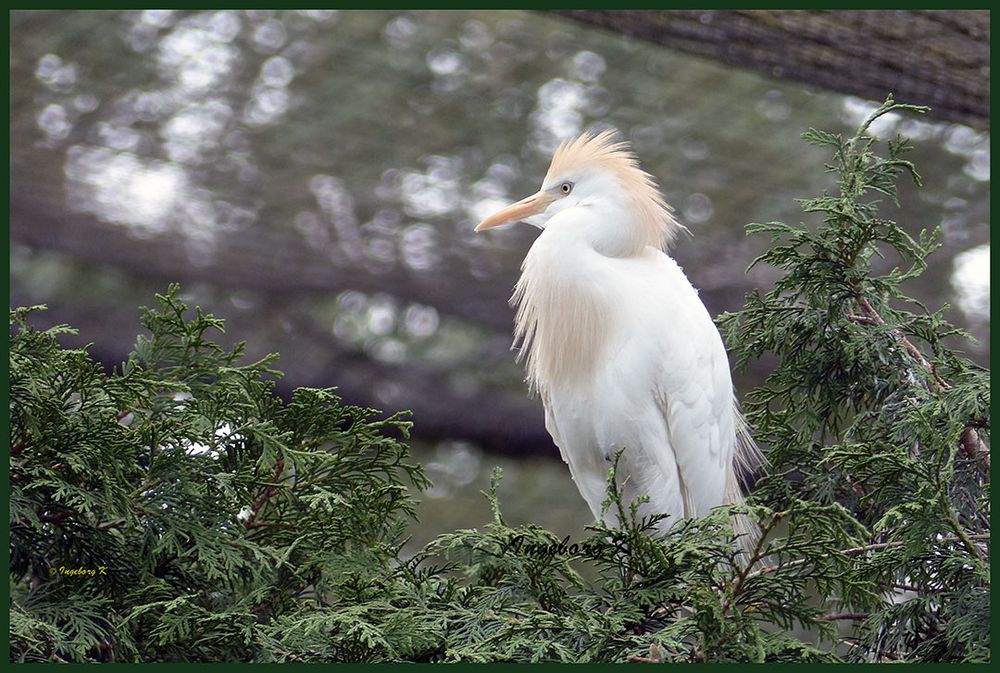 Mondo-Verde -  weißer Vogel