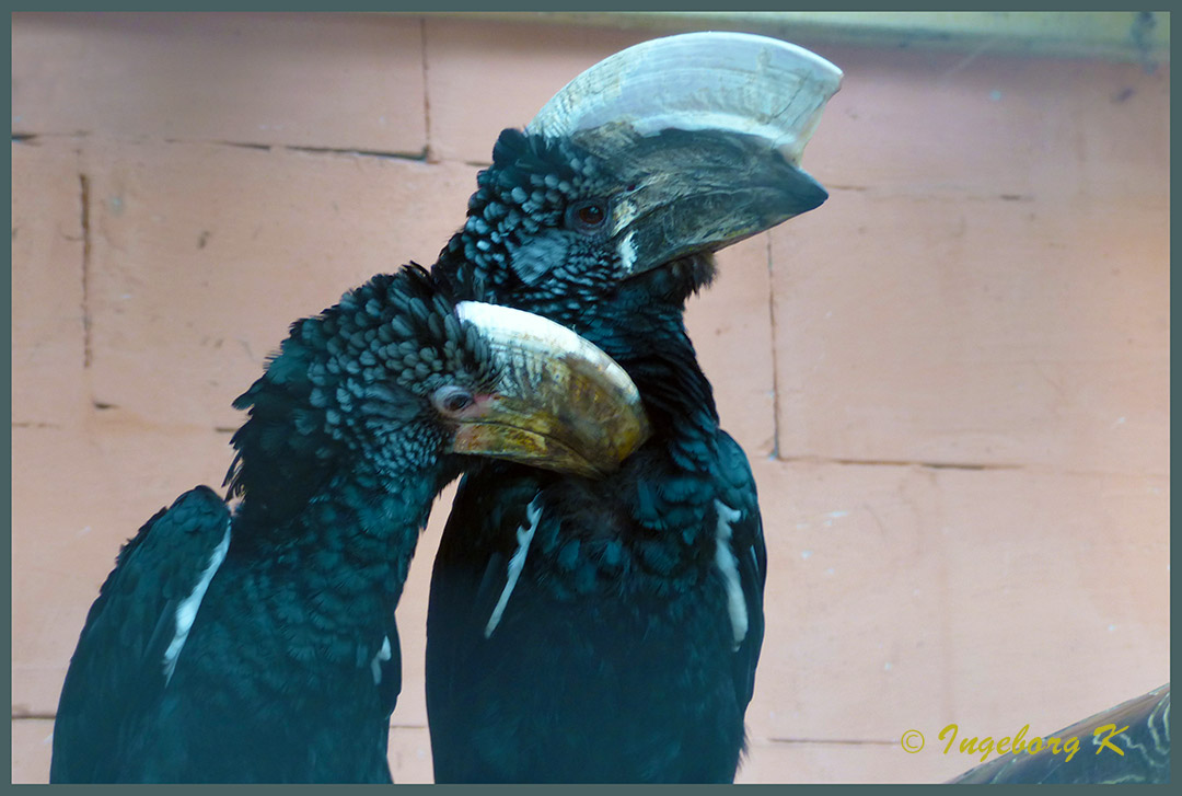 Mondo-Verde - zwei Vögel mit imposanten Hörnern - wer weiß den Namen?