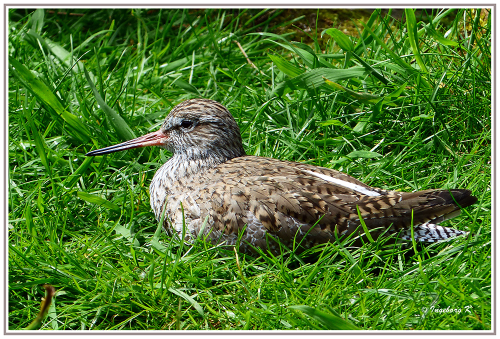 Mondoverde - brütender Vogel