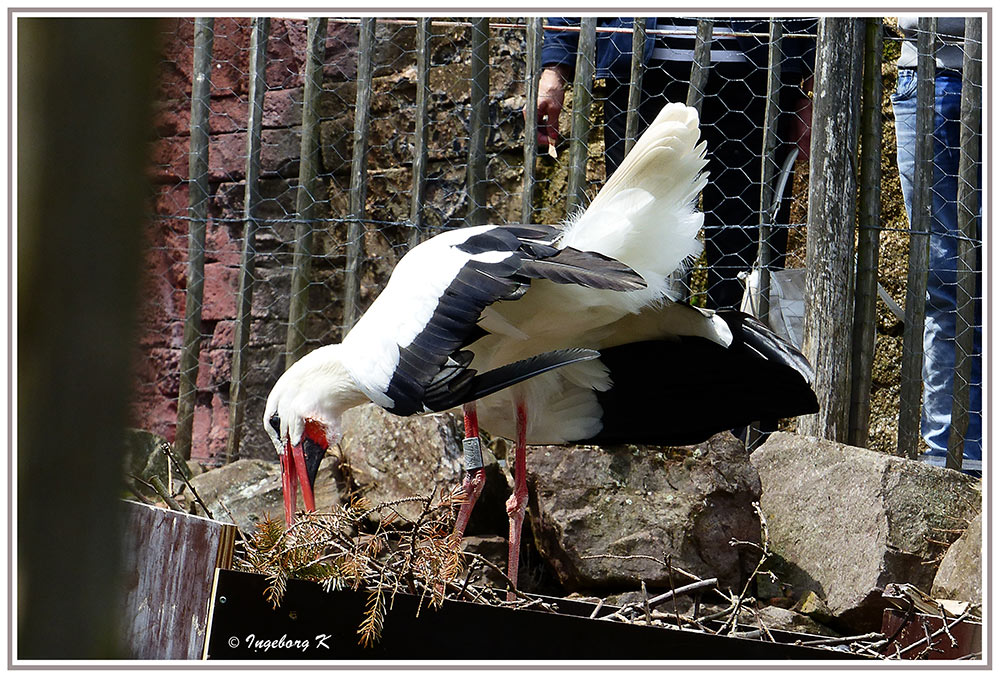 Mondoverde - Der Storch beim Nestbau