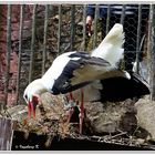 Mondoverde - Der Storch beim Nestbau