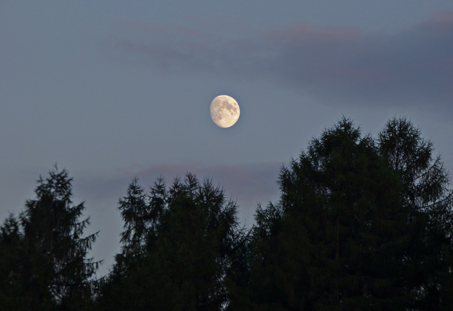 Mondschein Foto & Bild sommer, bäume, nacht Bilder auf