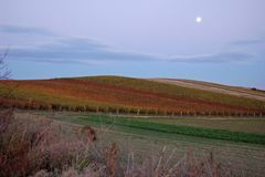 Mondschein über den Weinbergen