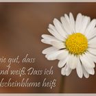 Mondscheinblume