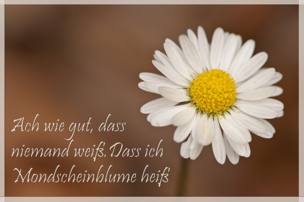 Mondscheinblume