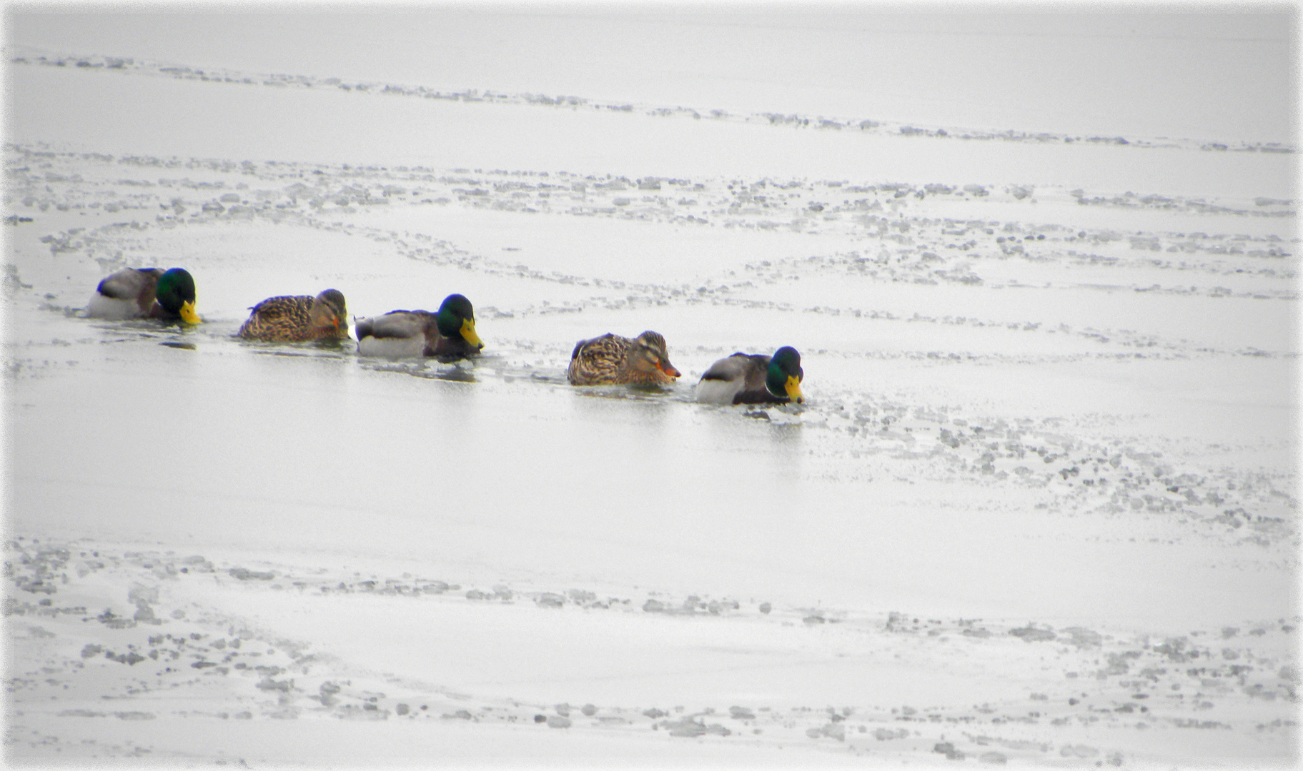 Mondsee-Eisbrecherflotte...