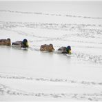 Mondsee-Eisbrecherflotte...