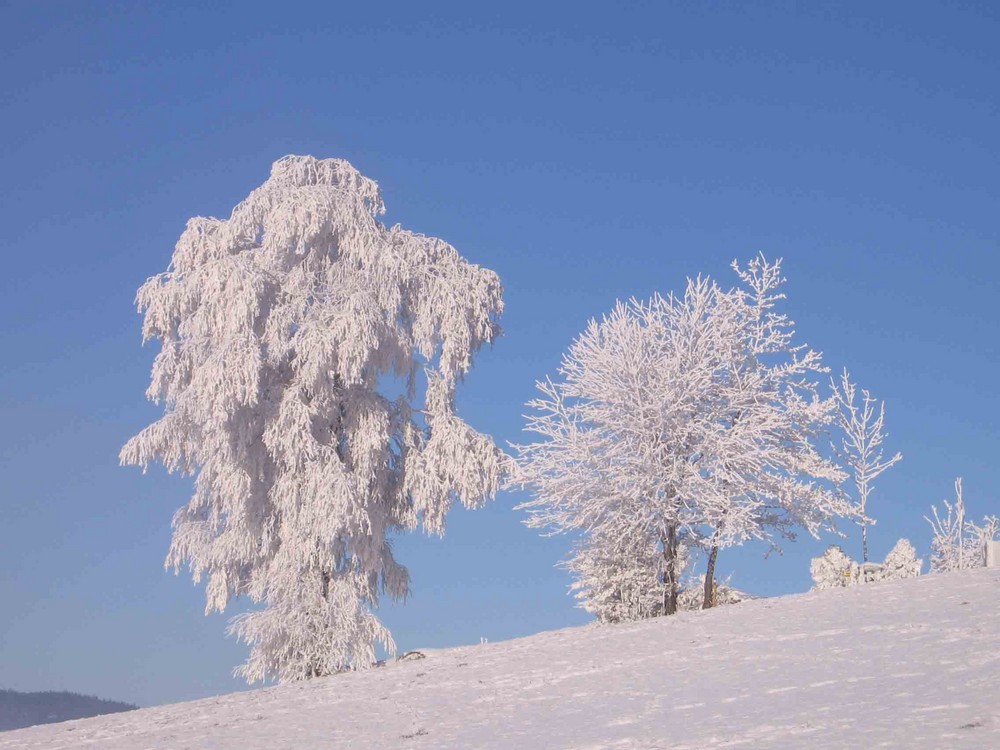 Mondsee2007