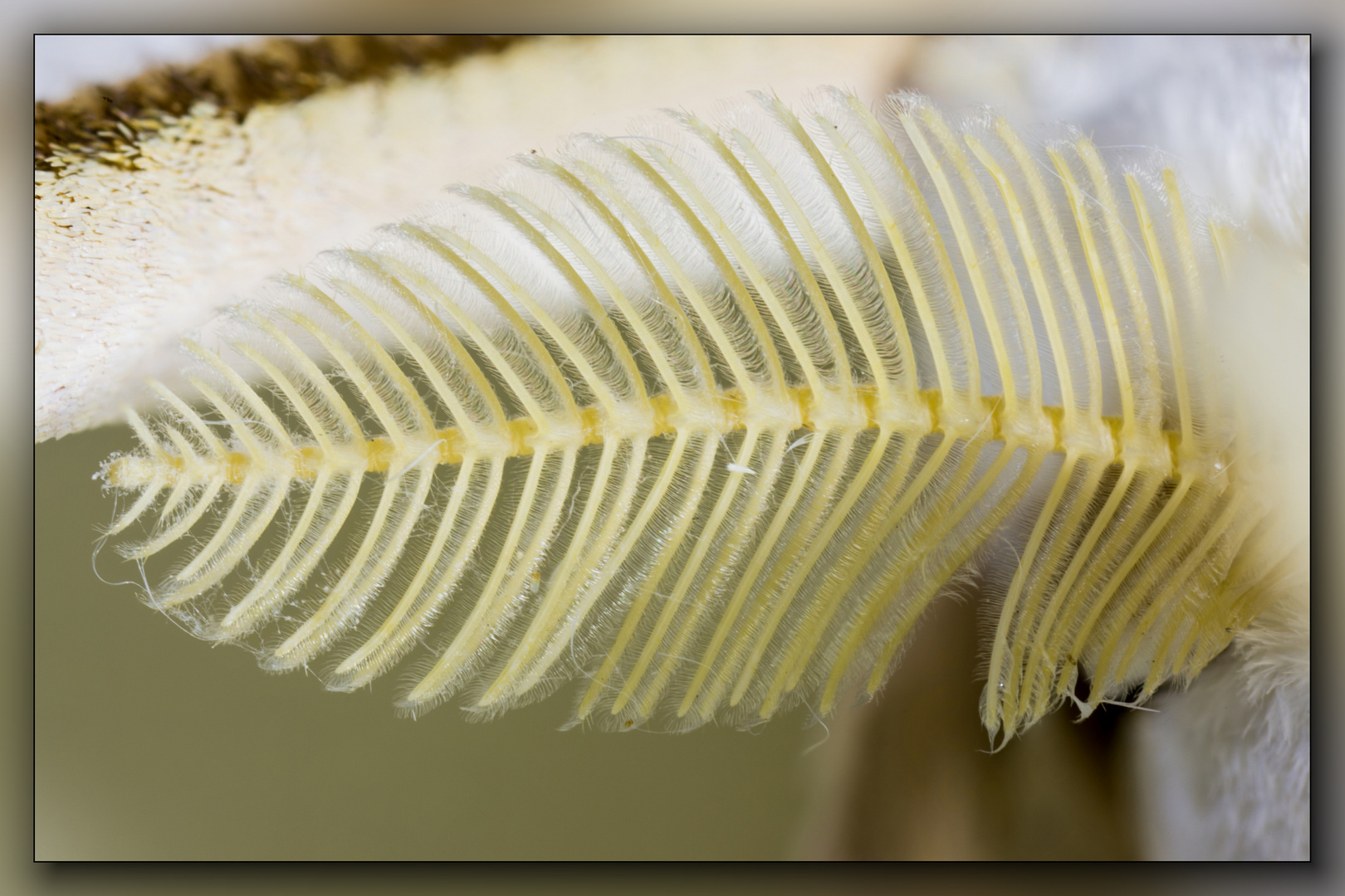 Mondspinner Actias selene - Fühler