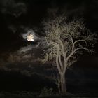 Mondsüchtig 2 - des Baumes Traum