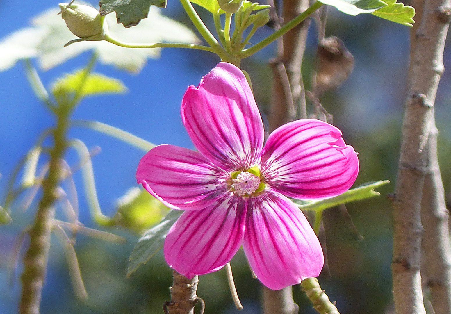 Mondtalblümchen