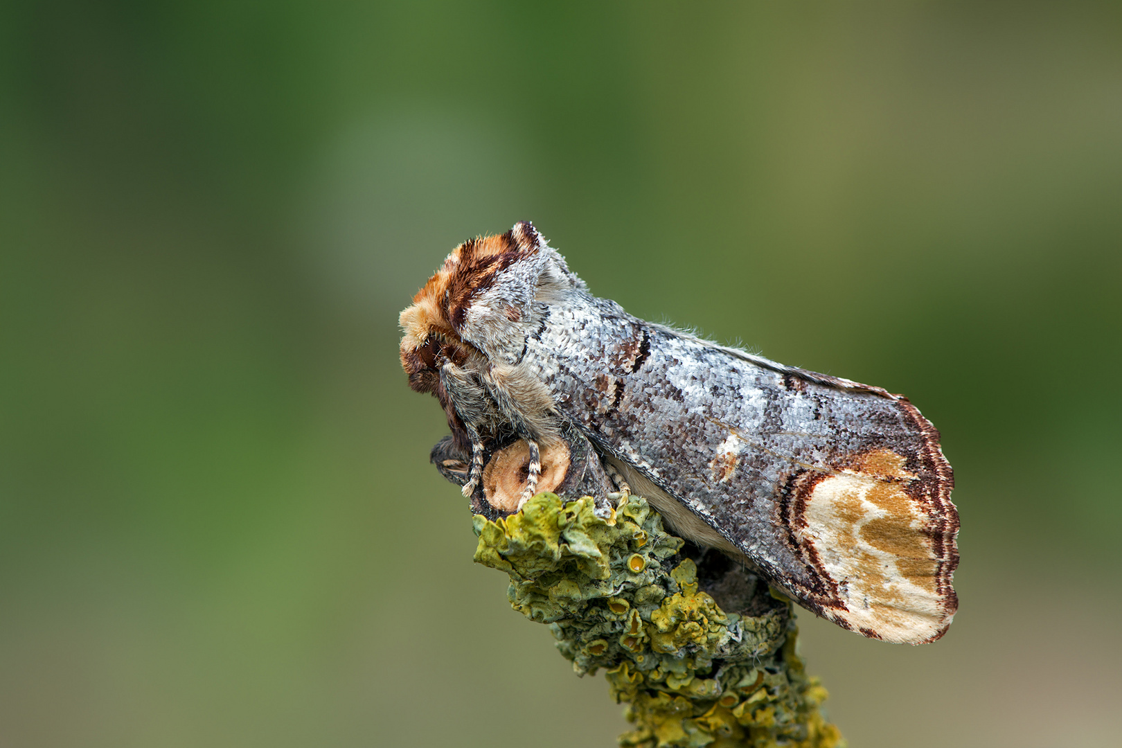 Mondvogel