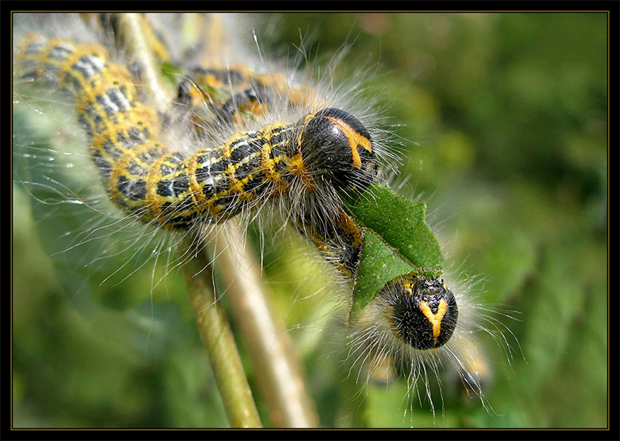 Mondvogel