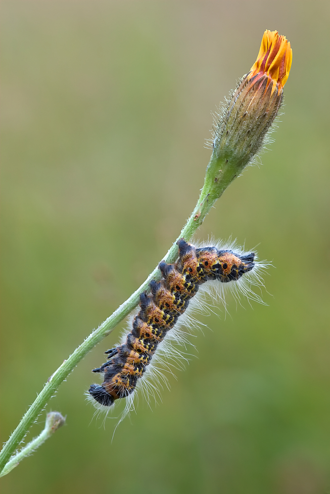 Mondvogel