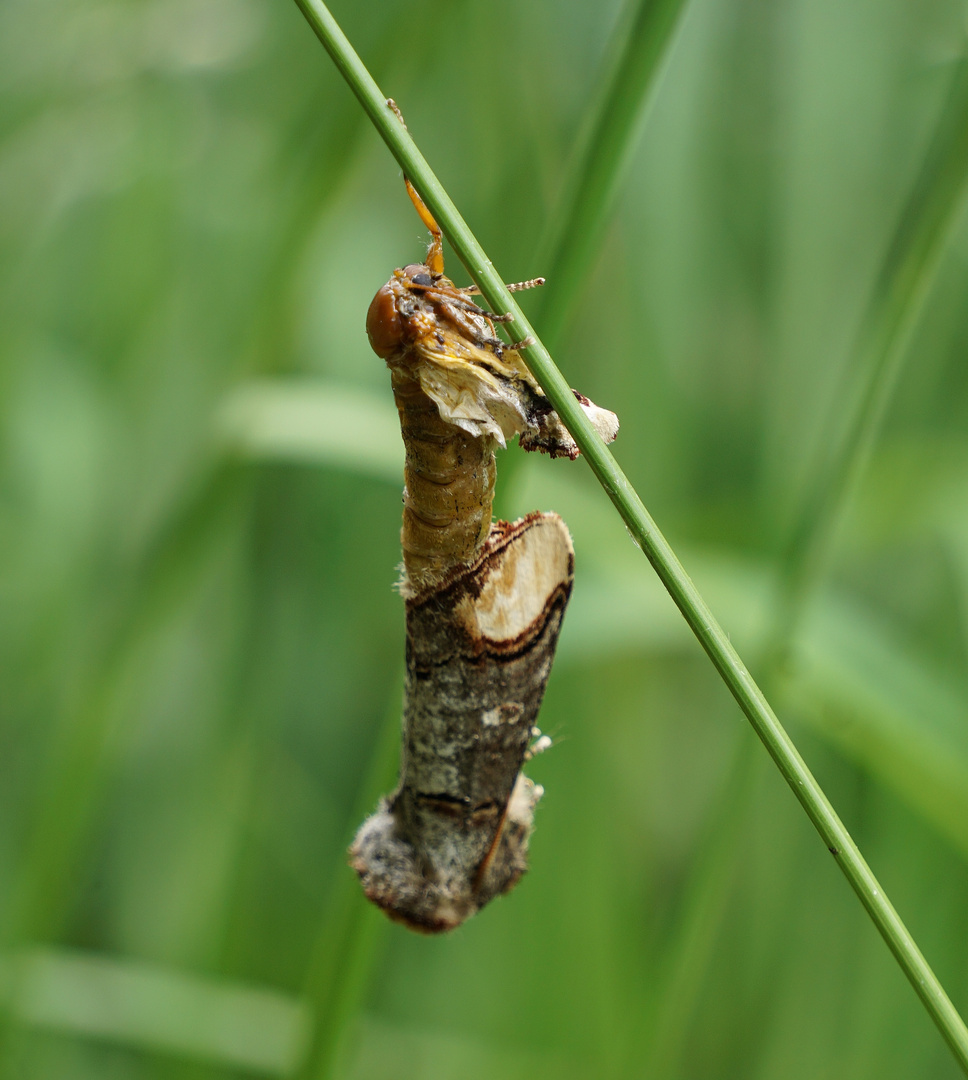 Mondvogel 