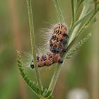 Mondvogel an falscher Futterpflanze