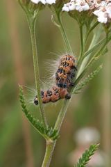 Mondvogel an falscher Futterpflanze