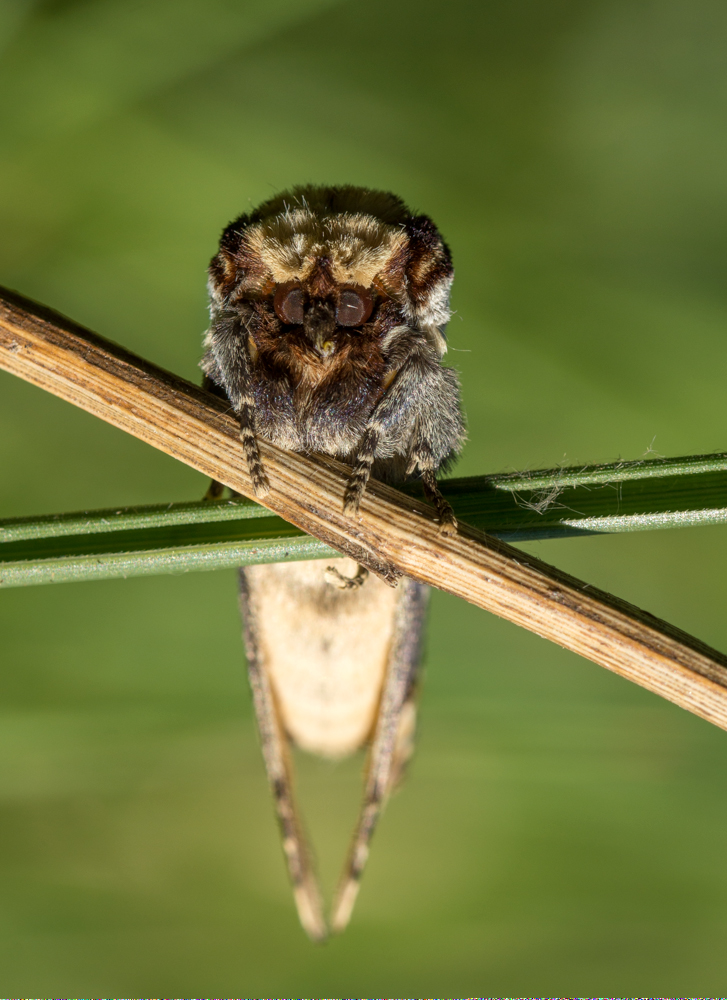 Mondvogel ganz