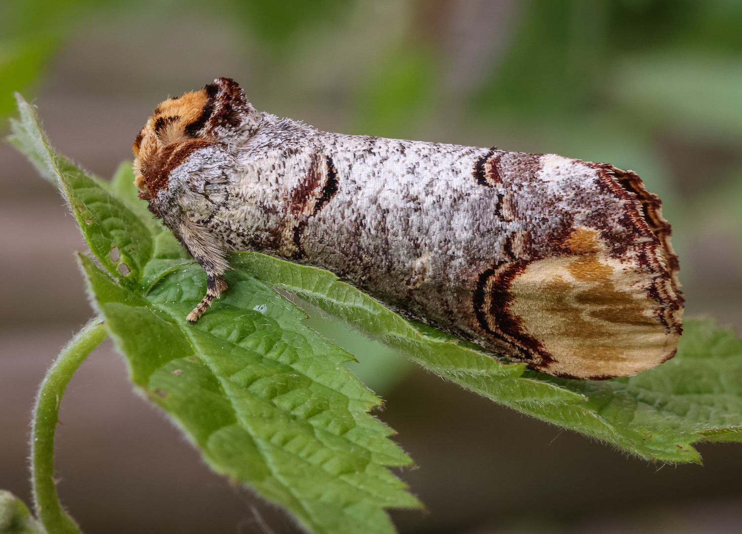 Mondvogel oder Mondfleck (Phalera bucephala)