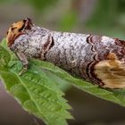 Mondvogel oder Mondfleck (Phalera bucephala)