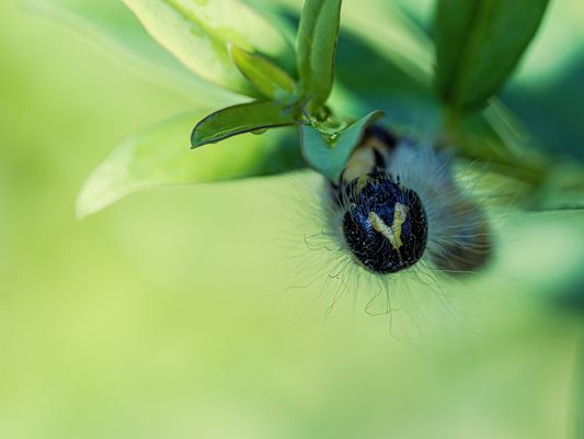 Mondvogel oder Mondfleck (Phalera bucephala)