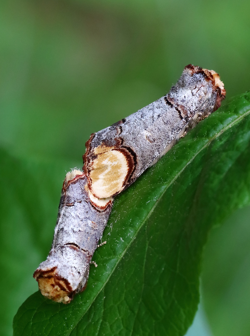 Mondvogel/ Phalera bucephala