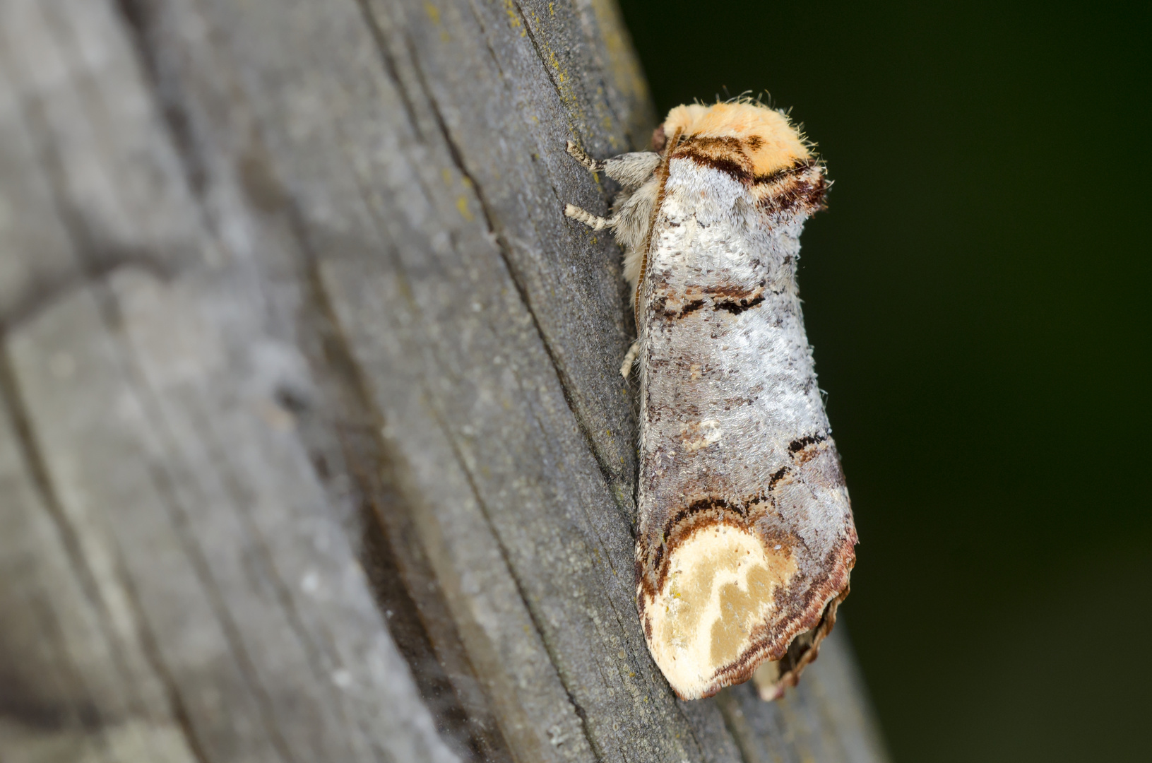 Mondvogel (Phalera bucephala)