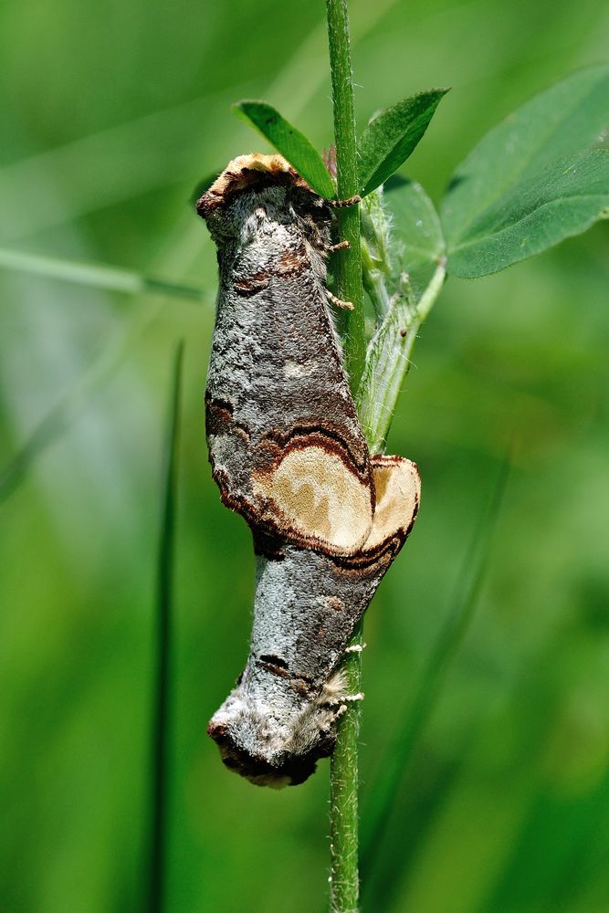 Mondvogel (Phalera bucephala)