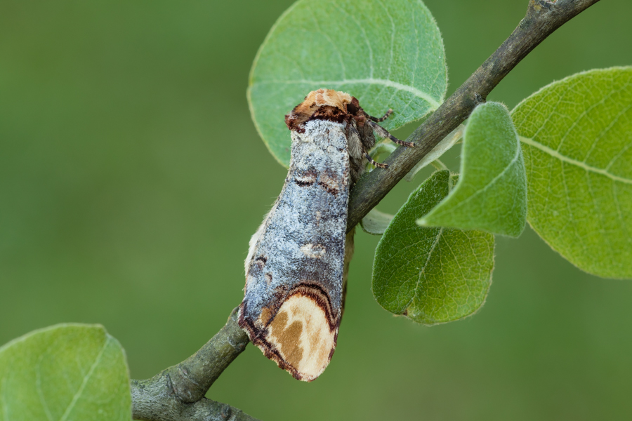 Mondvogel (Phalera bucephala)