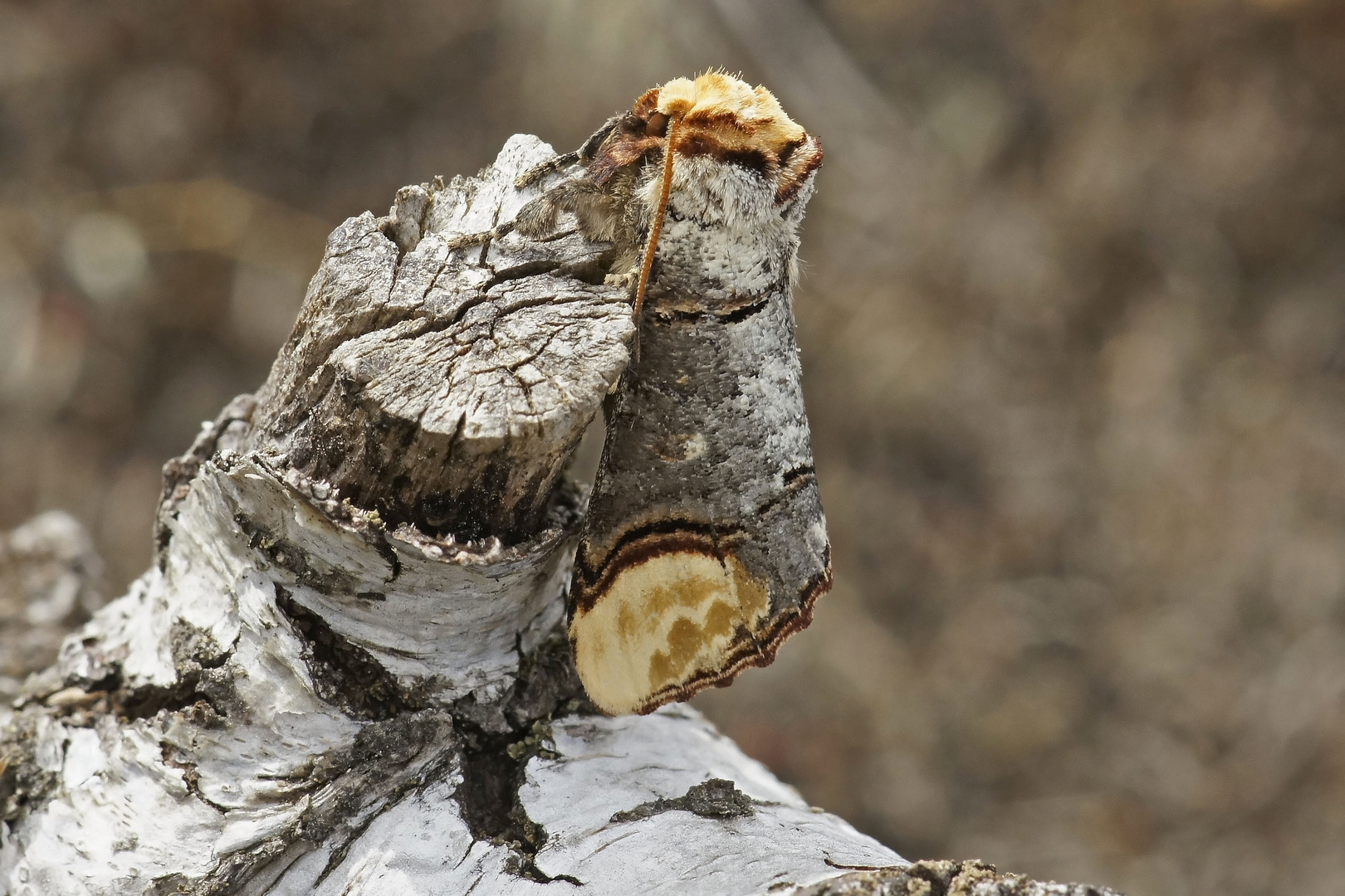 Mondvogel (Phalera bucephala)