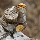 Mondvogel (Phalera bucephala)